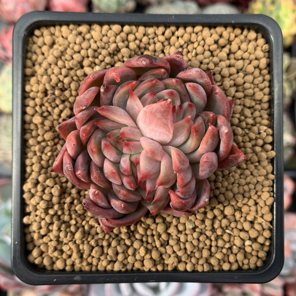 Echeveria Agavoides 'Forte' 2" Succulent Plant