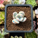 Cotyledon 'Orbiculata' Variegated 1" Cutting Succulent Plant *Cutting*