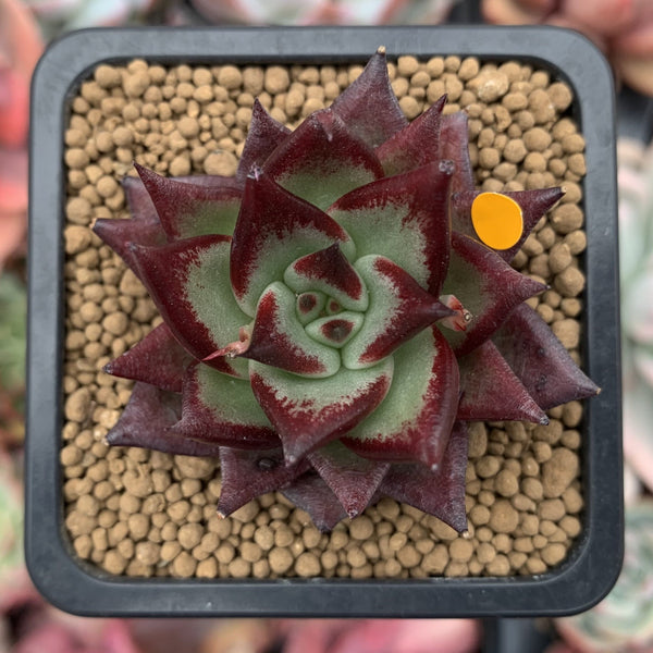 Echeveria Agavoides 'Johnny Walker' 2" Succulent Plant