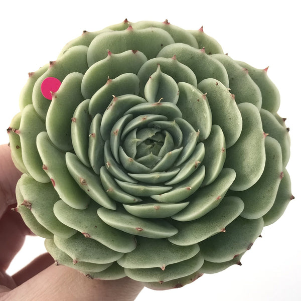 Echeveria 'Southern Bell' 4" Large Succulent Plant