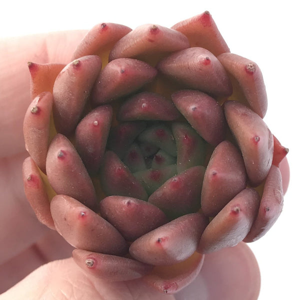 Echeveria Agavoides 'Almond' 1" New Hybrid Succulent Plant