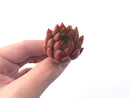 Echeveria Agavoides 'Almond' 1" New Hybrid Succulent Plant