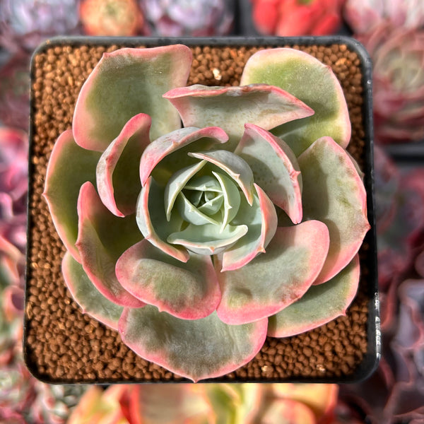 Echeveria 'Ace Pink' Variegated 3" Succulent Plant