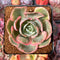 Echeveria 'Ace Pink' Variegated 3" Succulent Plant