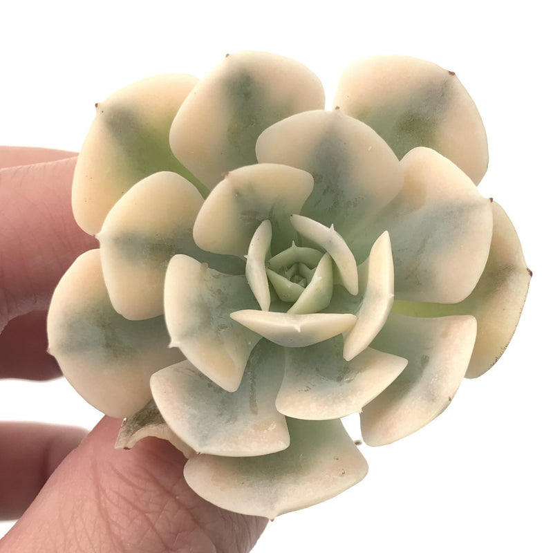 Echeveria Runyonii Variegated (Aka Echeveria 'Akaihosi' Variegated) 2" Succulent Plant