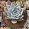 Echeveria 'Cream Sun' 5" Powdery Succulent Plant