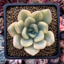 Graptoveria 'Opalina' Variegated 3" Succulent Plant