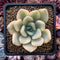 Graptoveria 'Opalina' Variegated 3" Succulent Plant