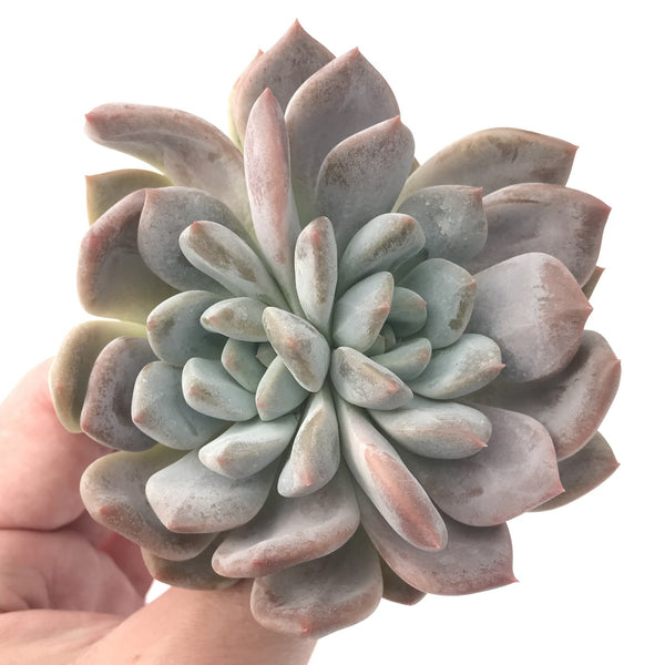 Pachyphytum cv 'Frevel' 3"-4" Powdery Succulent Plant