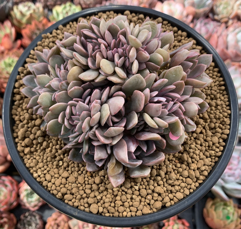 Graptoveria 'Debbie' Crested 5" Succulent Plant