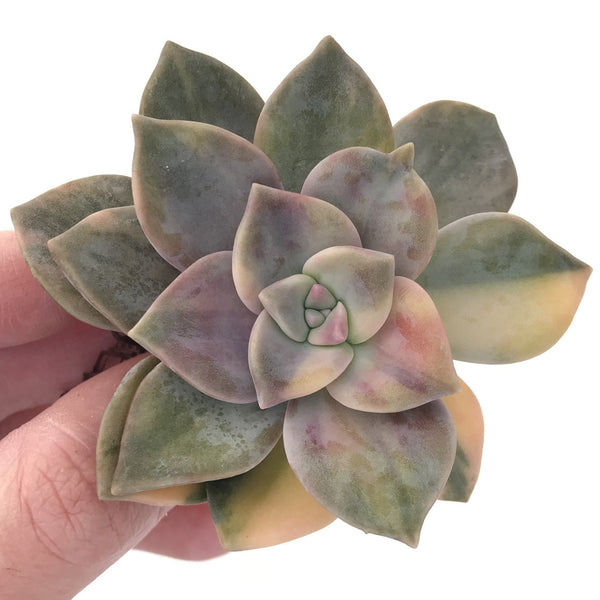 Graptopetalum Purple Delight Variegated 3" Rare Succulent Plant