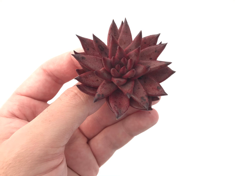 Echeveria Agavoides 'Sirus' 2" Succulent Plant