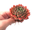 Echveria Agavoides 'Ladys Finger' 3" Rare Succulent Plant