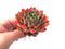 Echveria Agavoides 'Ladys Finger' 3" Rare Succulent Plant