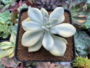 Pachyveria sp. Variegated 3"-4"  Succulent Plant