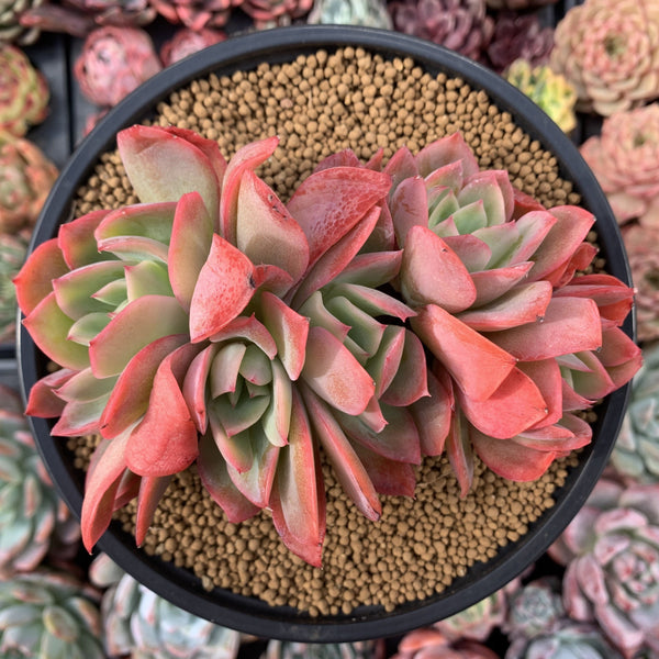 Echeveria 'Luella' Crested Cluster 4"-5" Succulent Plant