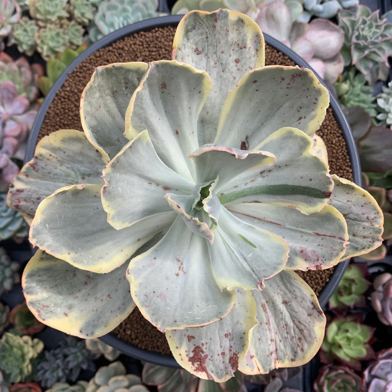 Echeveria sp. Variegated *NOT A TRUE ZUSUNG ICE AGE* 8" Large Succulent Plant