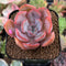 Echeveria 'Morning Glory' 2" New Hybrid Succulent Plant