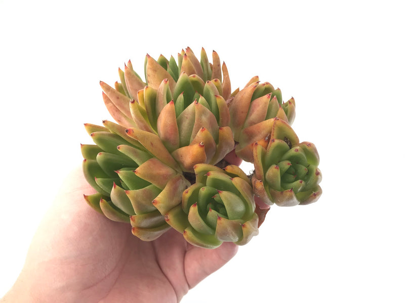 Echeveria Agavoides 'Maria' 6" Cluster Succulent Plant