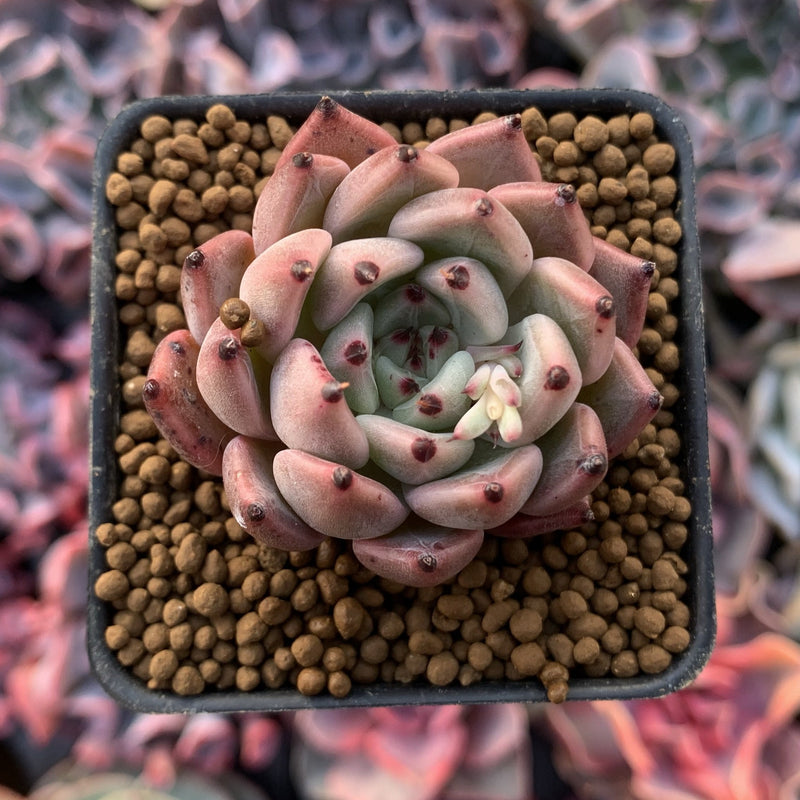 Echeveria Agavoides 'Red Tips' 1"-2" Succulent Plant