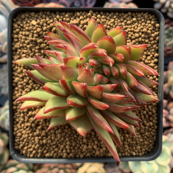 Echeveria Agavoides 'Ebony' Crested Cluster 3"-4" Succulent Plant