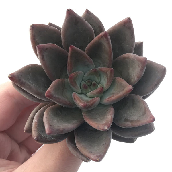 Echeveria 'Tremolo' Large 3"-4" Succulent Plant