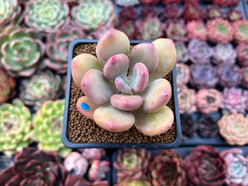 Pachyphytum 'Doctor Cornelius' 2" Succulent Plant