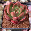 Echeveria Agavoides 'Red Wine' 2" Succulent Plant