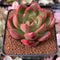 Echeveria Agavoides 'Red Wine' 2" Succulent Plant