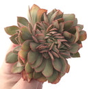 Echeveria 'Jin Cheol Hong' Crested Cluster 4"-5" Succulent Plant