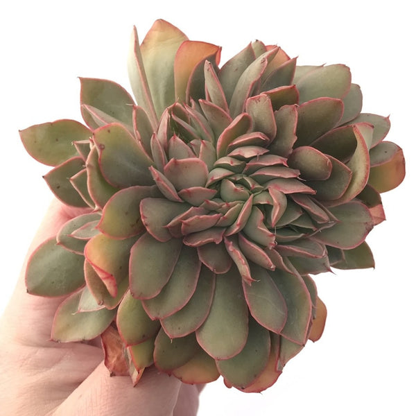 Echeveria 'Jin Cheol Hong' Crested Cluster 4"-5" Succulent Plant