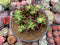 Sedum 'Rubrotinctum' Cluster 4" Succulent Plant