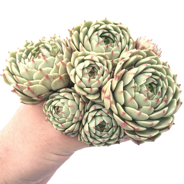 Echeveria 'Ben Badis' Extra Large Cluster 6” Succulent Plant