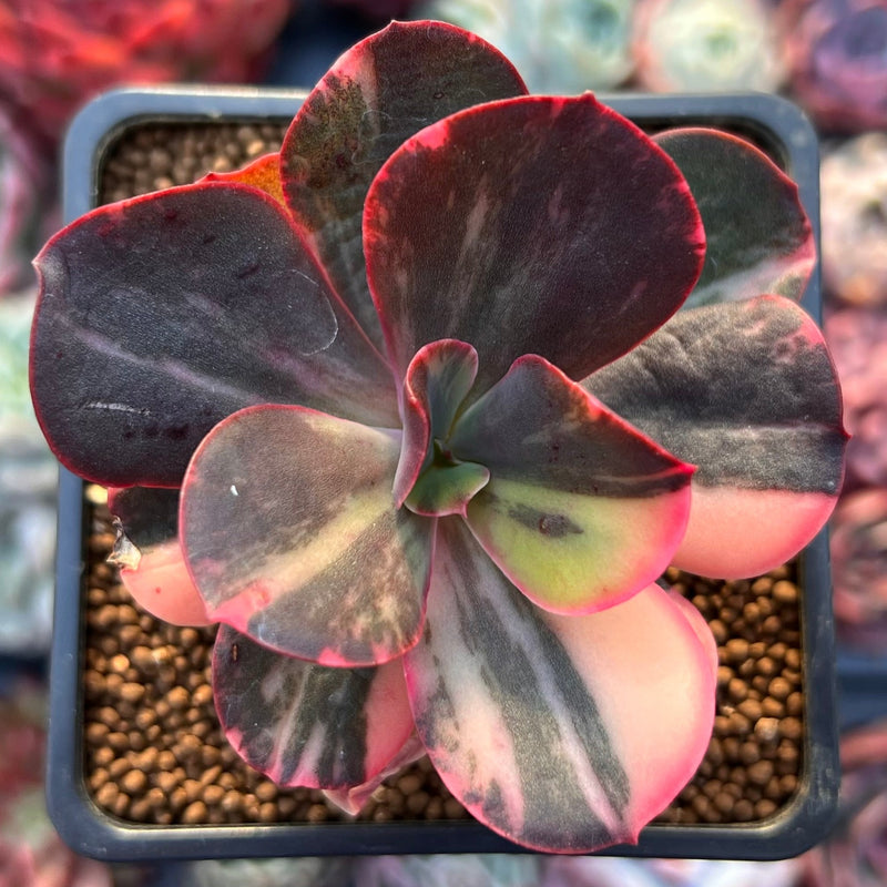 Echeveria 'Primadonna' Variegated 2" Succulent Plant