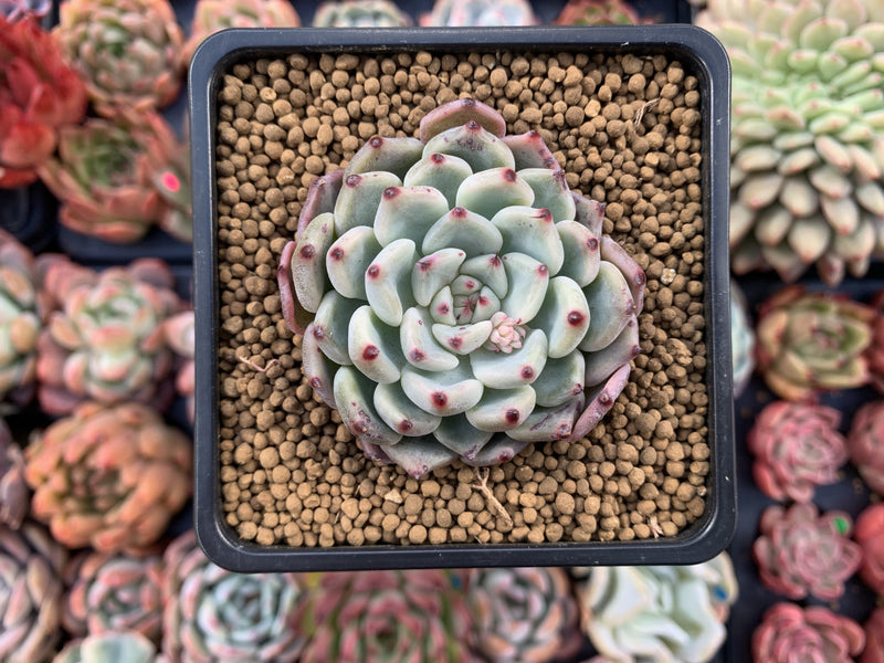 Echeveria 'Cherry Blossom Ending' 2" Succulent Plant