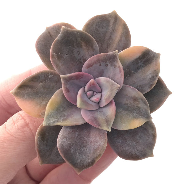 Graptopetalum Purple Delight Variegated 2" Rare Succulent Plant