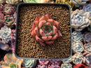 Echeveria Agavoides 'Honey Pink' 2" Succulent Plant