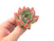 Echeveria 'Star Mark’ 2"-3” Powdery Succulent Plant