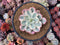 Echeveria 'Secunda' Variegated 4” Rare Succulent Plant