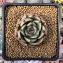 Echeveria Agavoides 'Kobane' 1"-2" Succulent Plant