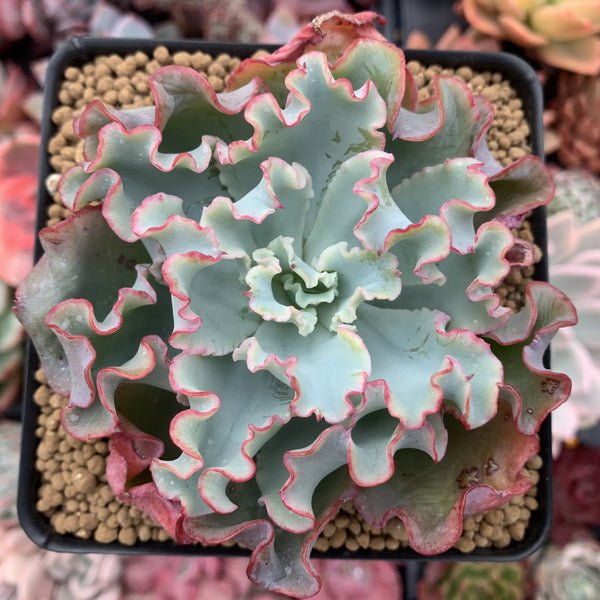 Echeveria 'Aquarius' 3"-4" Succulent Plant