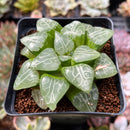 Haworthia 'Tsukikage' 3" Succulent Plant