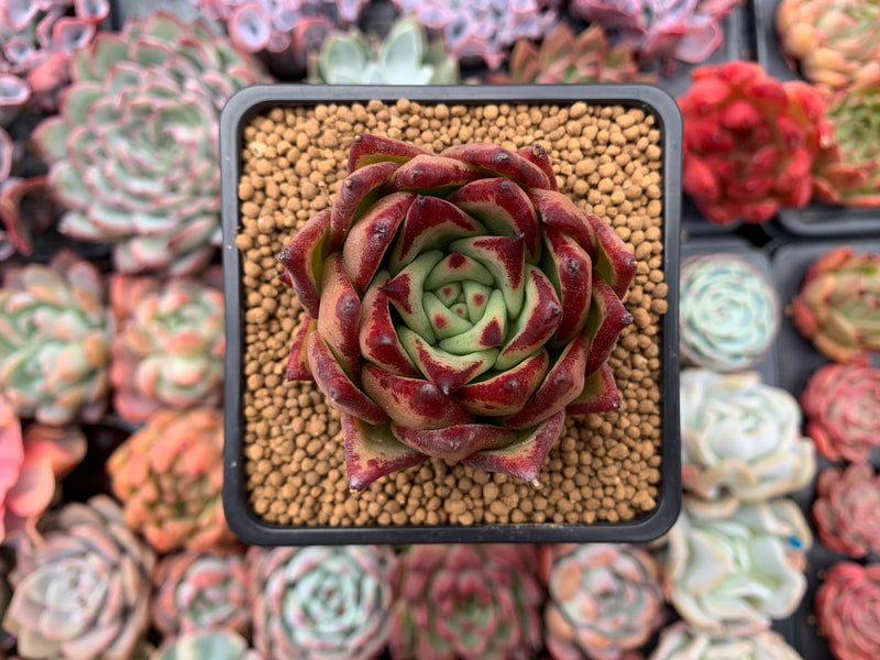 Echeveria Agavoides 'Lipstick' 2"-3" Succulent Plant