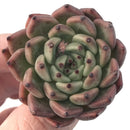 Echeveria 'Red Tips' 1"-2" Succulent Plant