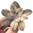 Quetzalcoatlia 'Pentandra Superba' Variegated 3" Succulent Plant (Formerly Graptopetalum 'Pentandrum Superbum' Variegated)