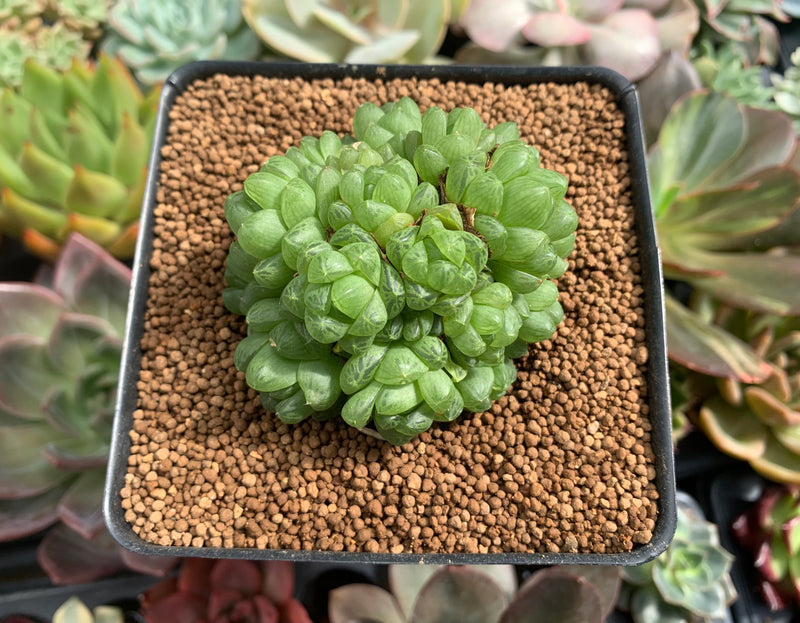 Haworthia Cymbiformis var. 'Obtusa' 2"-3" Cluster Succulent Plant