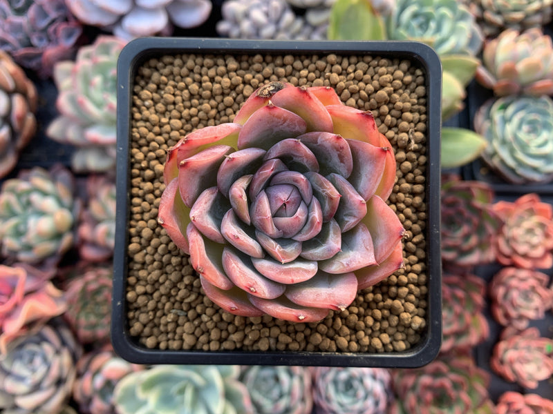 Echeveria sp. 2" Succulent Plant