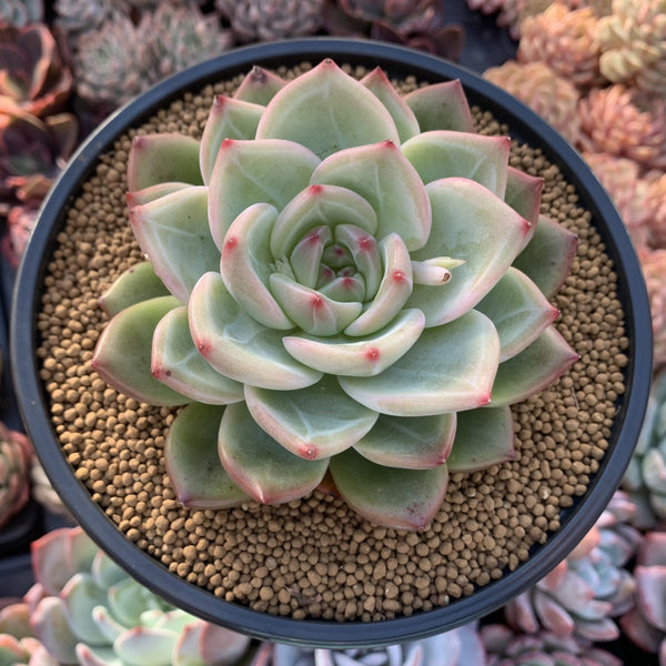 Echeveria Agavoides 'Shallot' 4"-5" Succulent Plant