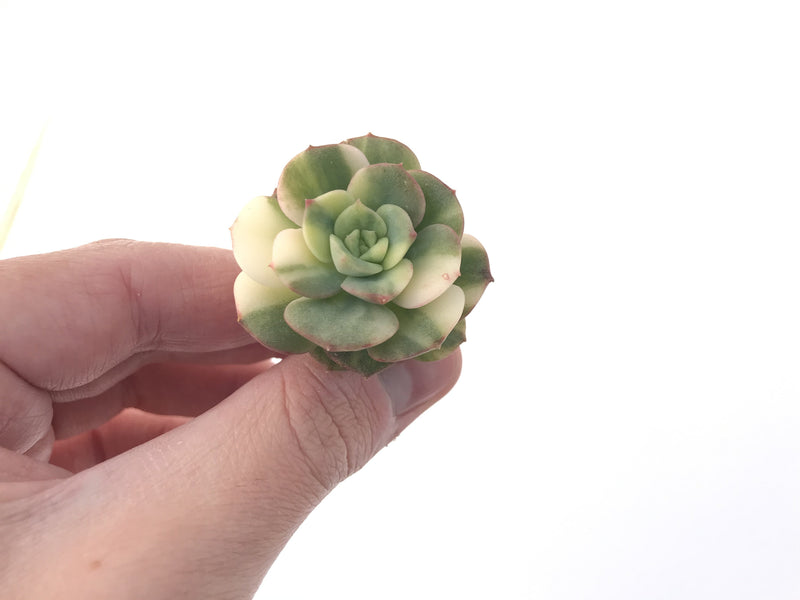 Echeveria 'Nicksana' Variegated 1" Succulent Plant