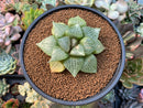 Haworthia Comptoniana Hybrid 3"-4" Succulent Plant